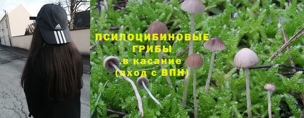 прущие грибы Волосово